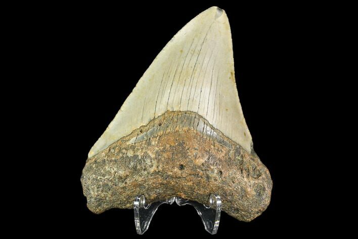 Fossil Megalodon Tooth - North Carolina #109713